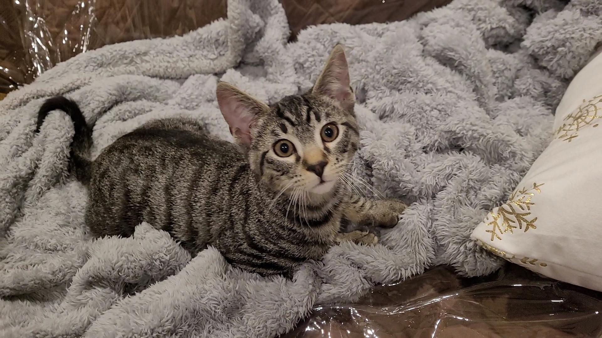 MICK MARS (Motley Crue), a ADOPTABLE mixed breed in Escalon, CA image 4/6