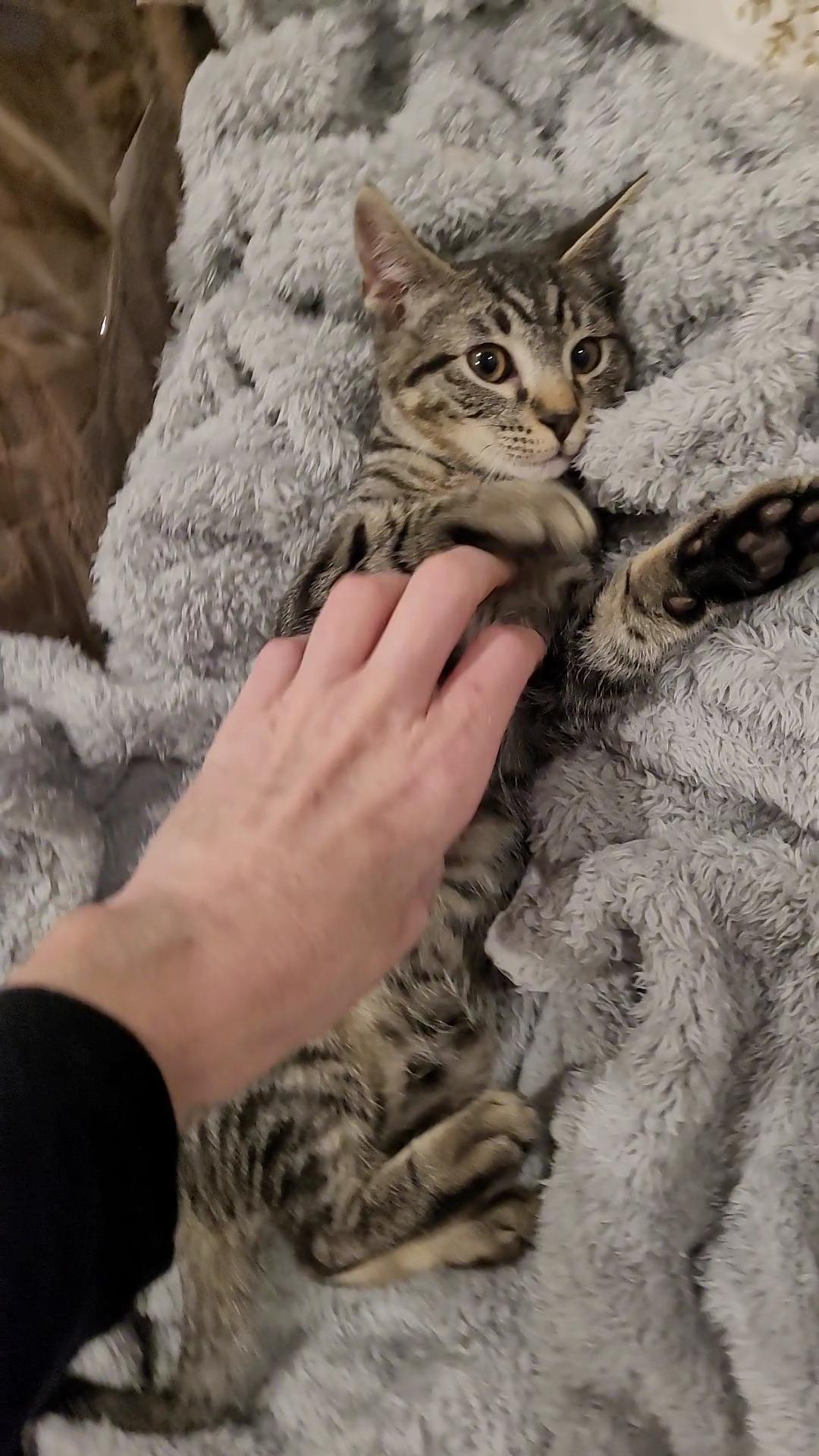 MICK MARS (Motley Crue), ADOPTABLE, Young Male Tabby & Domestic Short Hair.