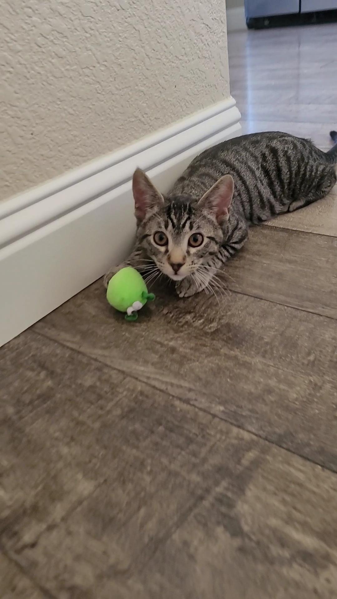 MICK MARS (Motley Crue), a ADOPTABLE mixed breed in Escalon, CA image 6/6