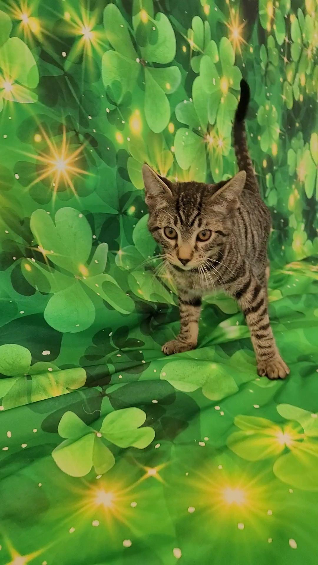 MICK MARS (Motley Crue), a ADOPTABLE mixed breed in Escalon, CA image 5/6