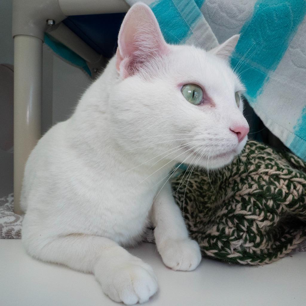 Snowdon, a Adoptable mixed breed in Shoreline, WA image 1/5