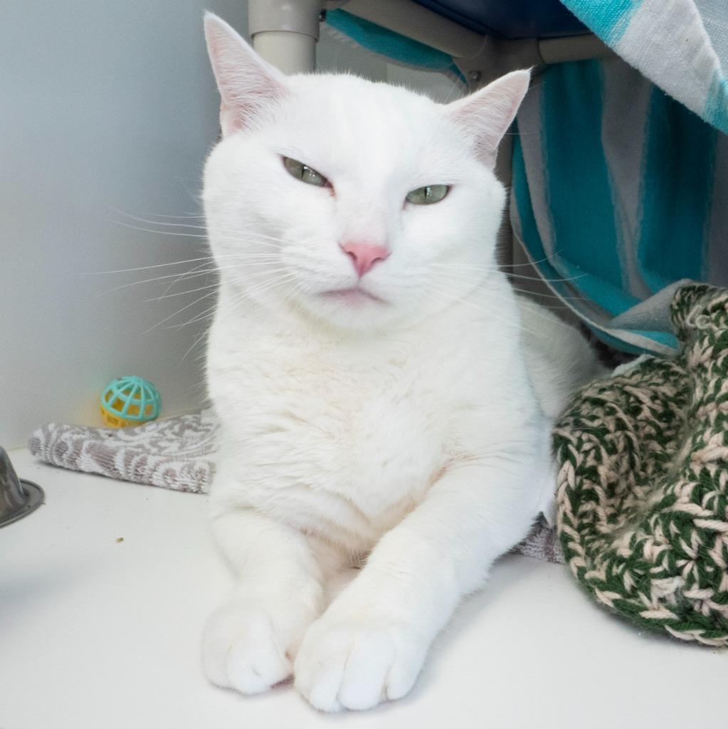 Snowdon, a Adoptable mixed breed in Shoreline, WA image 2/5