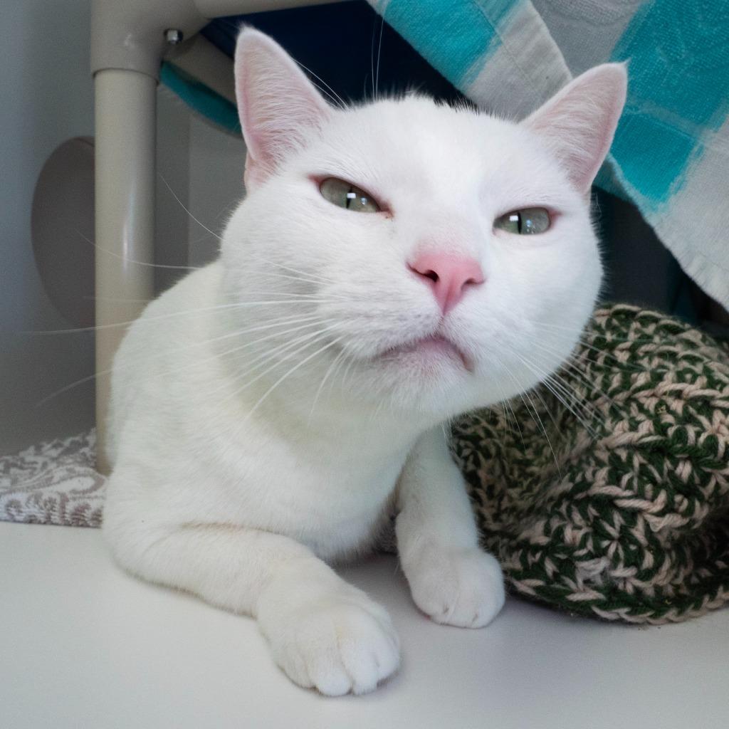Snowdon, a Adoptable mixed breed in Shoreline, WA image 5/5