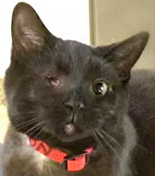 BonBon, Adopted, Young Female Domestic Short Hair.