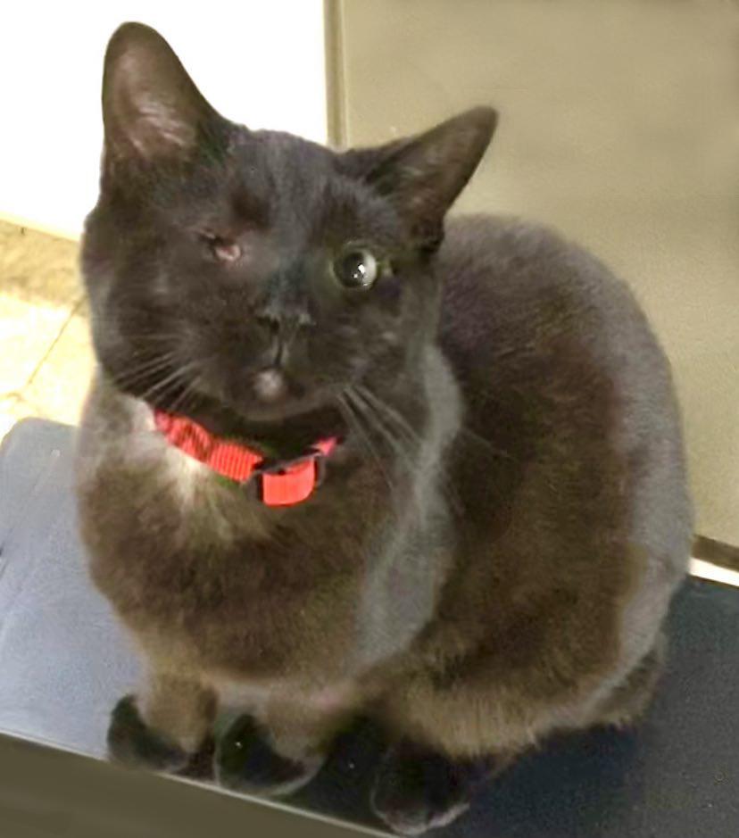 Enlarge BonBon, a Adopted Domestic Short Hair in Mansfield, OH image 2/2