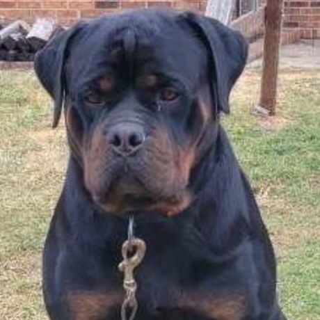 Enlarge Derf, an adopted Rottweiler in Richboro, PA image 2/2