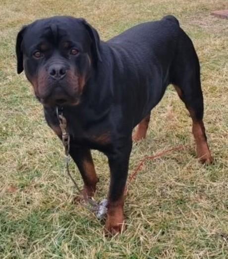 Enlarge Derf, an adopted Rottweiler in Richboro, PA image 1/2