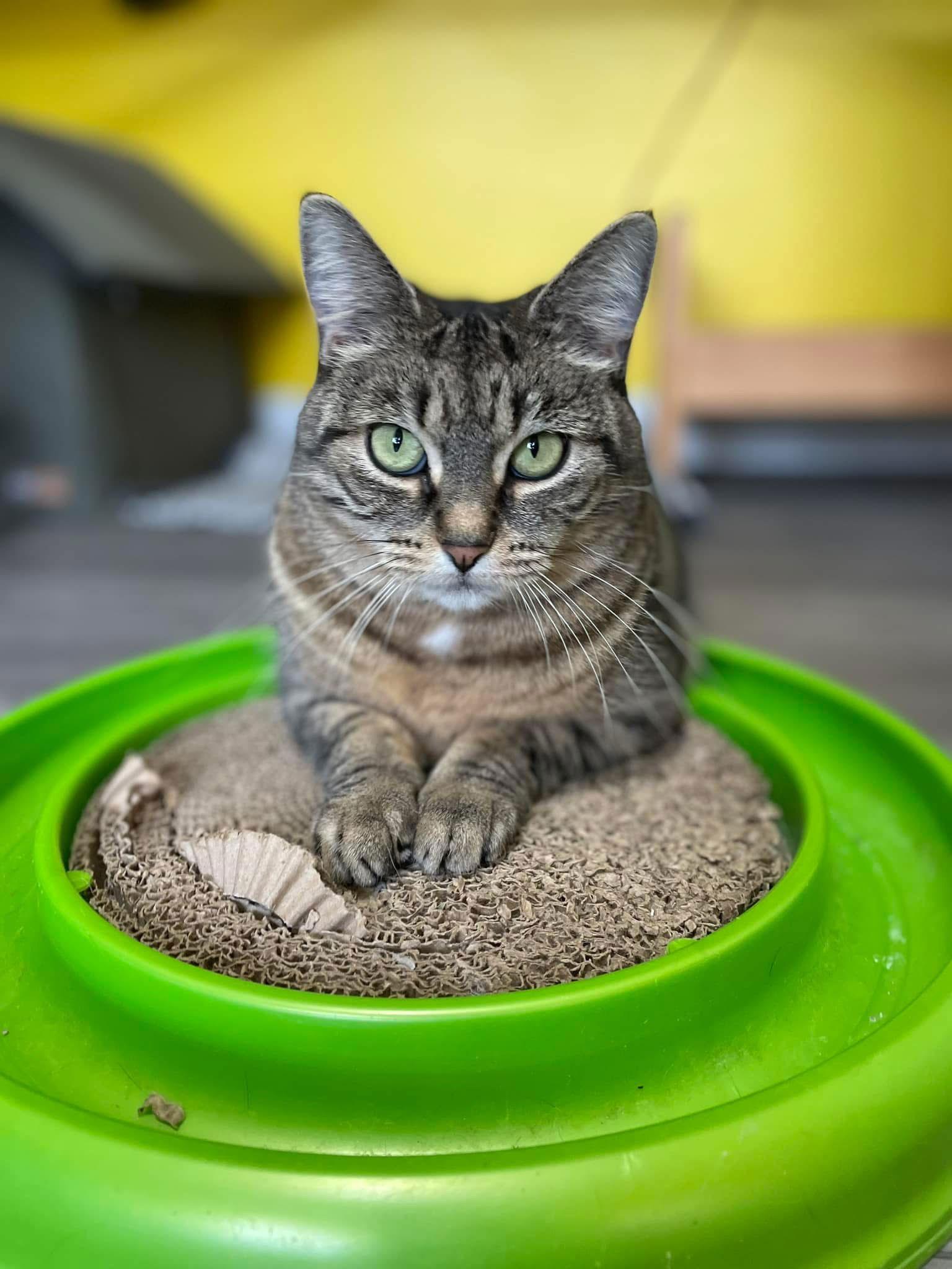 Miss Molly, a Adopted Domestic Short Hair in Stewartsville, NJ image 2/3