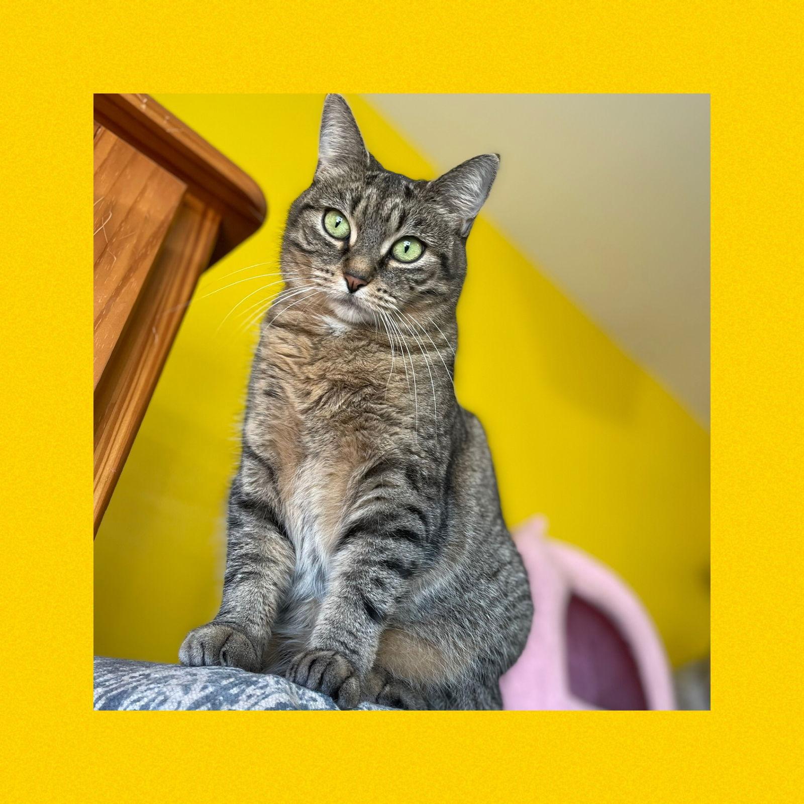 Miss Molly, a Adopted Domestic Short Hair in Stewartsville, NJ image 3/3