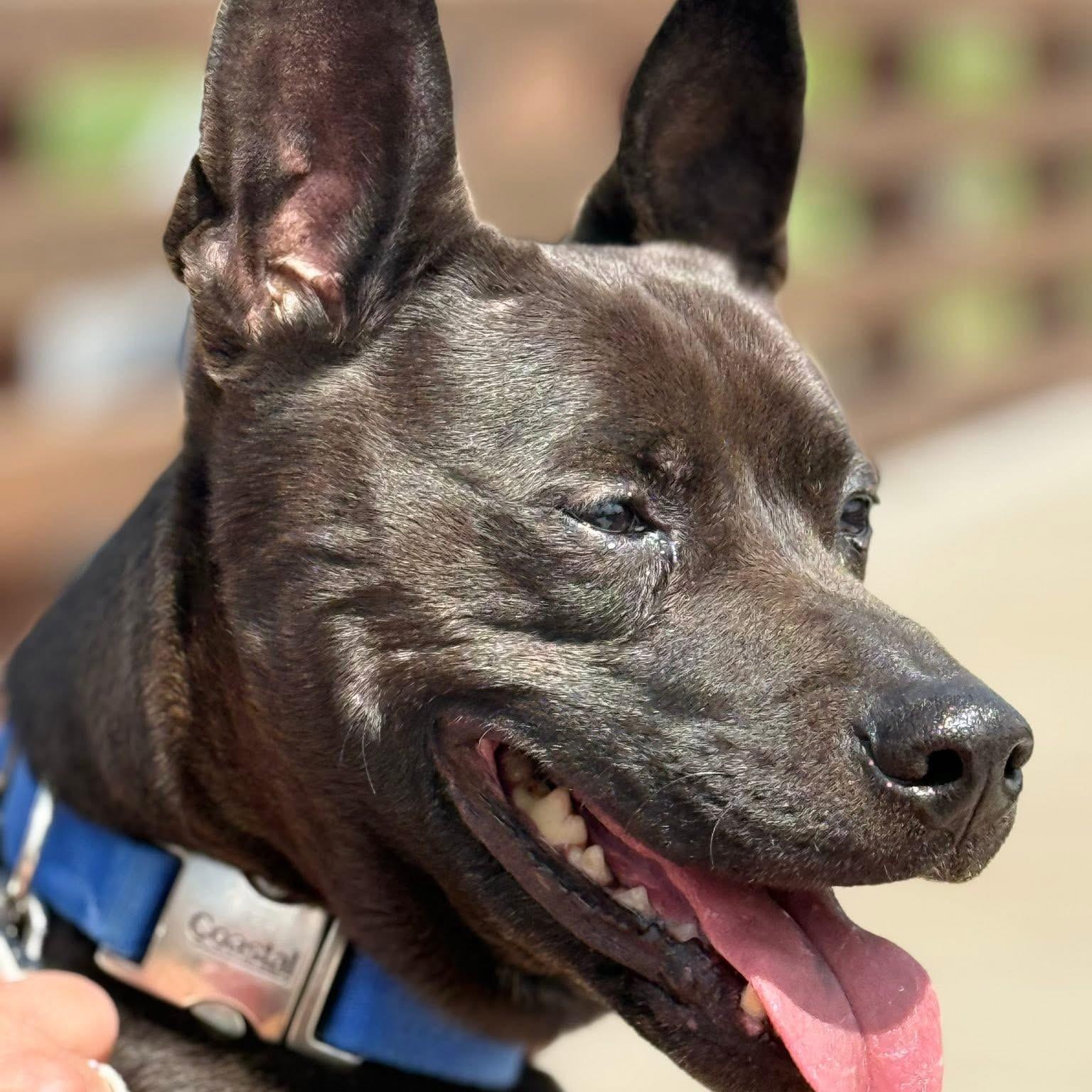 Dom, an adoptable Staffordshire Bull Terrier, American Bulldog in Midland, MI, 48642 | Photo Image 1