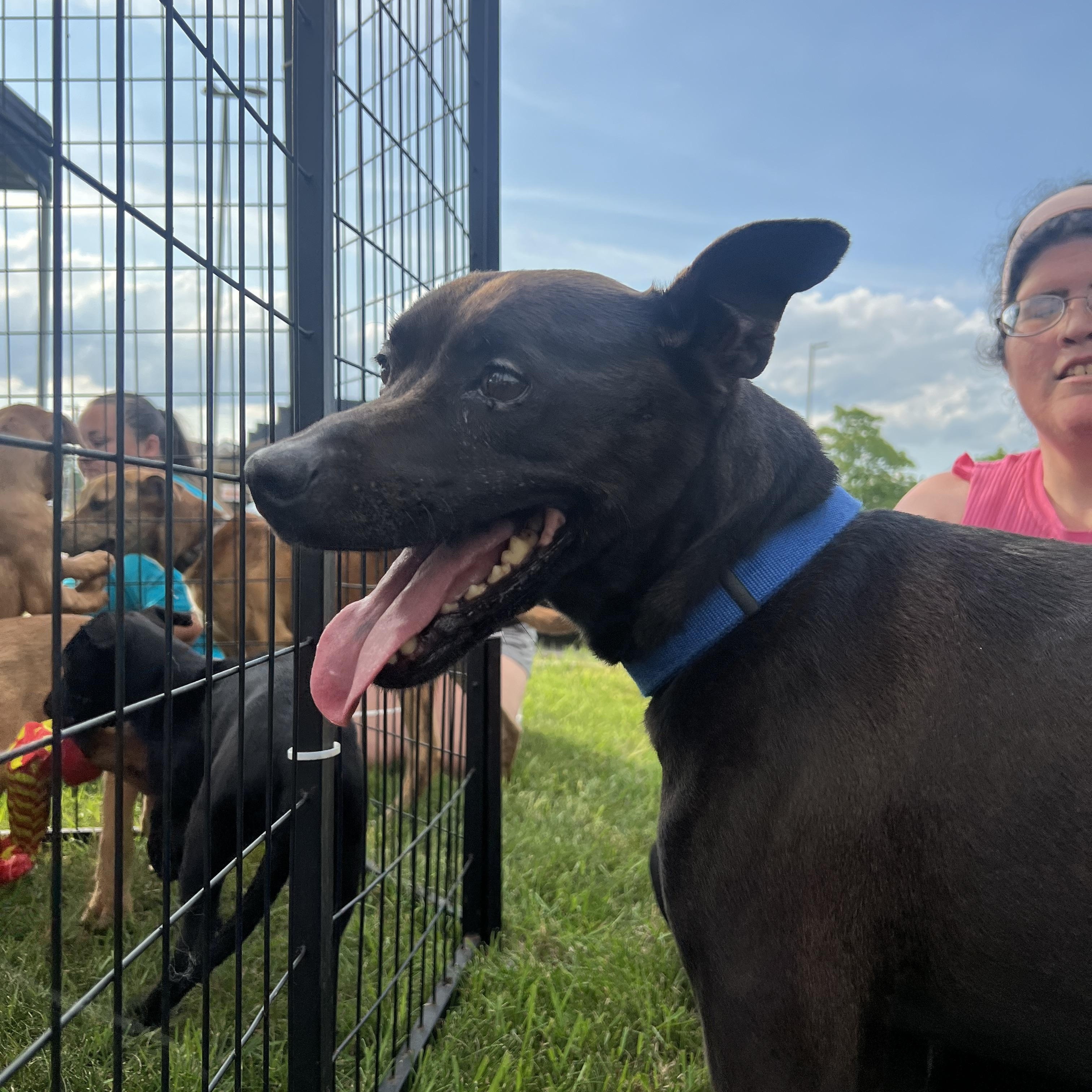 Dom, an adoptable Staffordshire Bull Terrier, American Bulldog in Midland, MI, 48642 | Photo Image 6