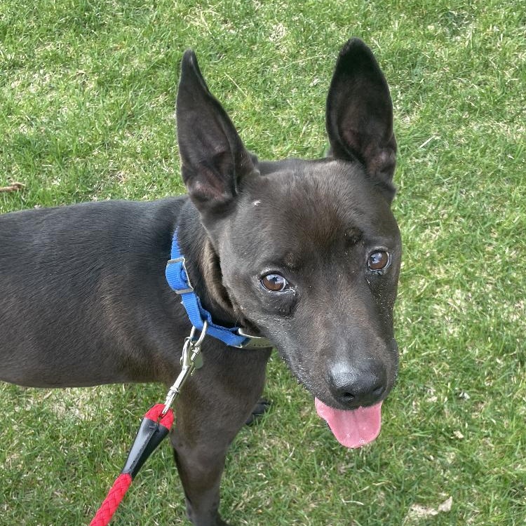 Dom, an adoptable Staffordshire Bull Terrier, American Bulldog in Midland, MI, 48642 | Photo Image 3