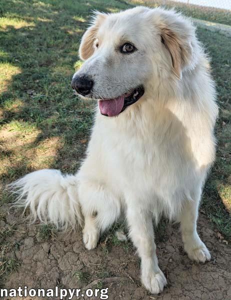 JJ in OH - Lovable & Loyal Companion!