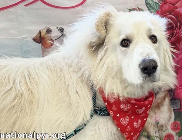 Enlarge JJ in OH - Lovable & Loyal Companion!, a Adoptable mixed breed in Springfield, OH image 4/4