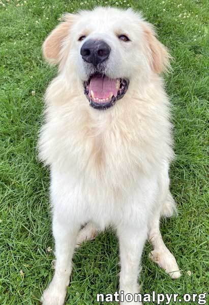 JJ in OH - Loveable & Loyal Companion!