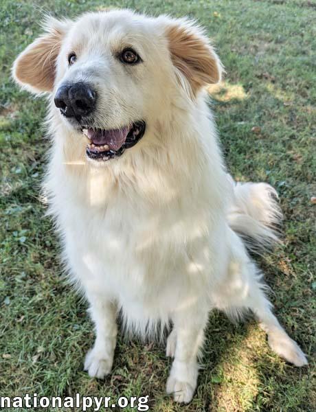 JJ in OH - Lovable & Loyal Companion!, a Adoptable mixed breed in Beacon, NY image 2/4