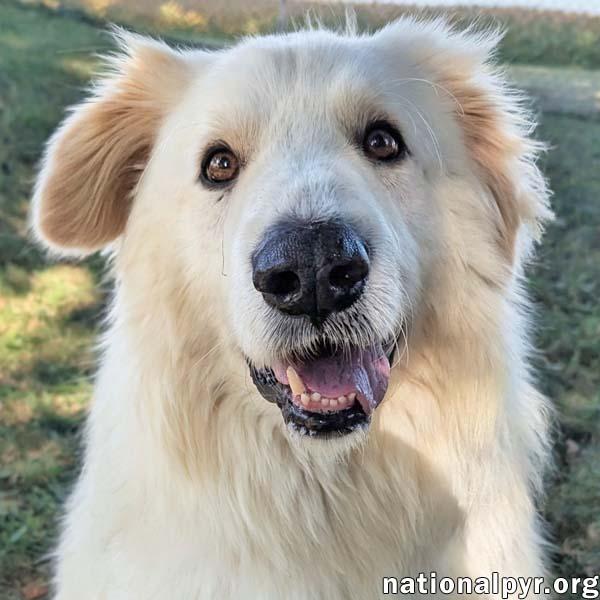 JJ in OH - Lovable & Loyal Companion!