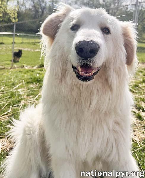 JJ in OH - Loveable & Loyal Companion!