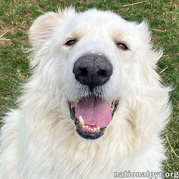 JJ in OH - Loveable & Loyal Companion!