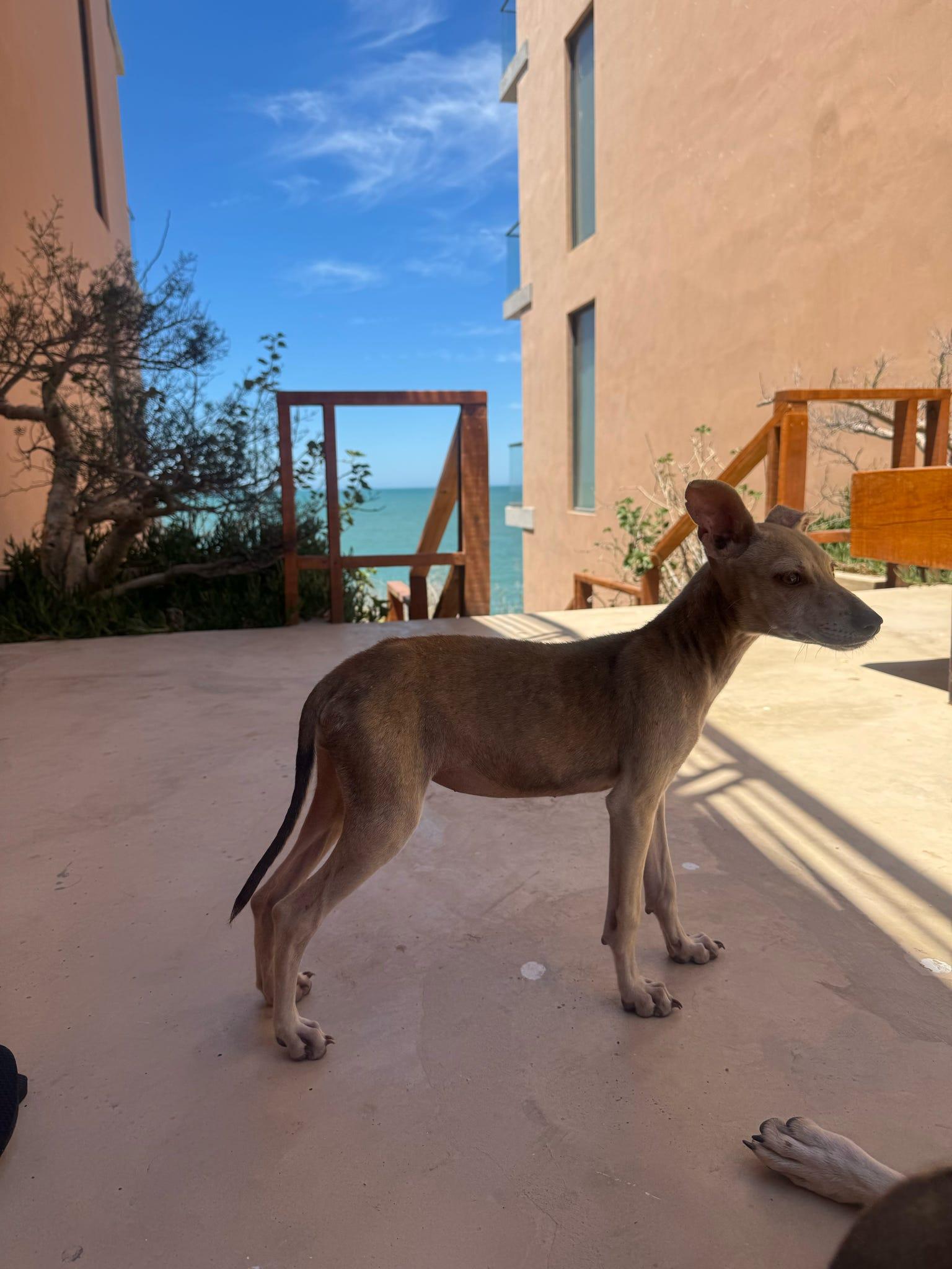 Luna, a Adopted Chihuahua in Tucson, AZ image 1/6