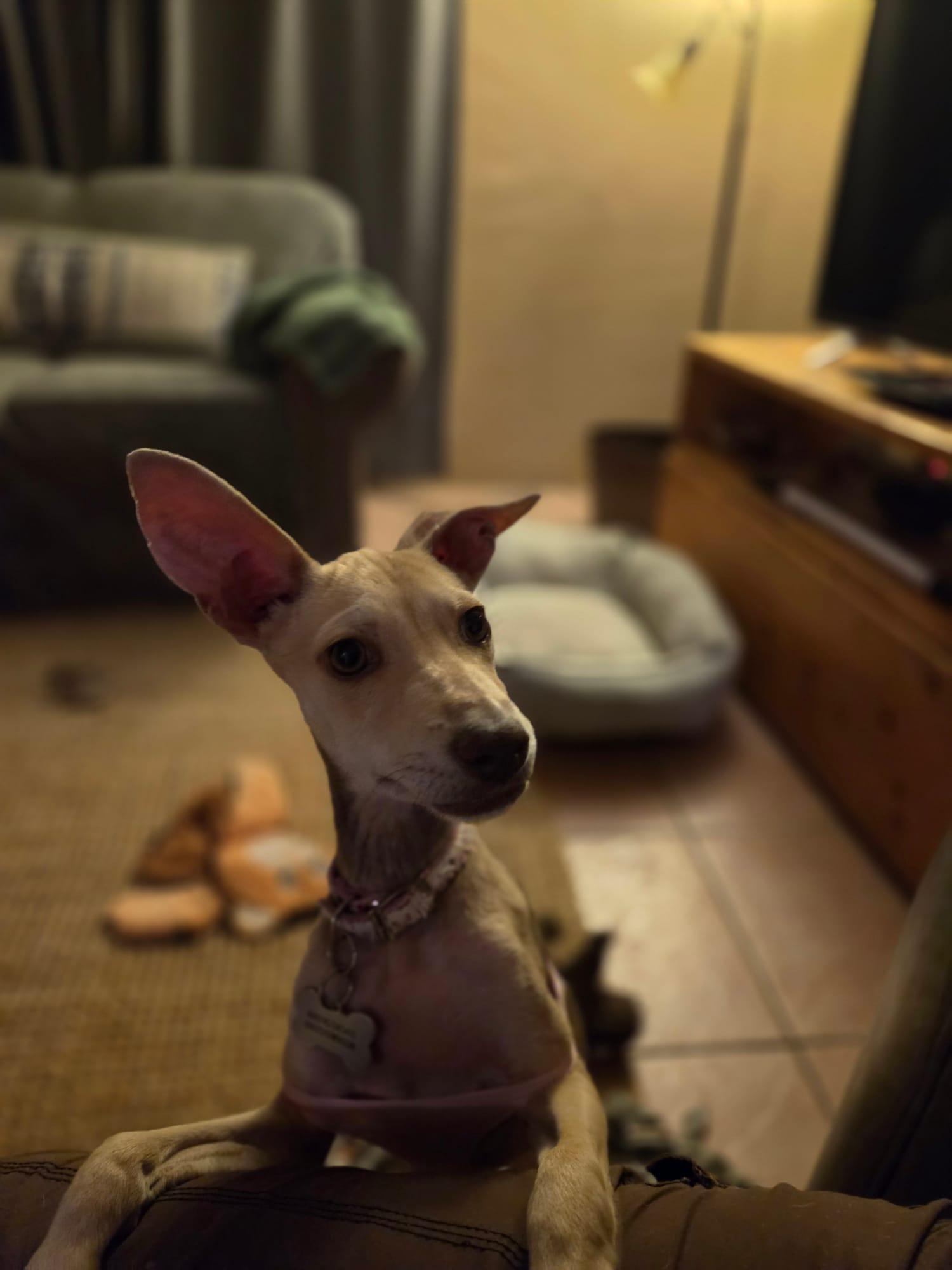 Luna, a Adopted Chihuahua in Tucson, AZ image 3/6