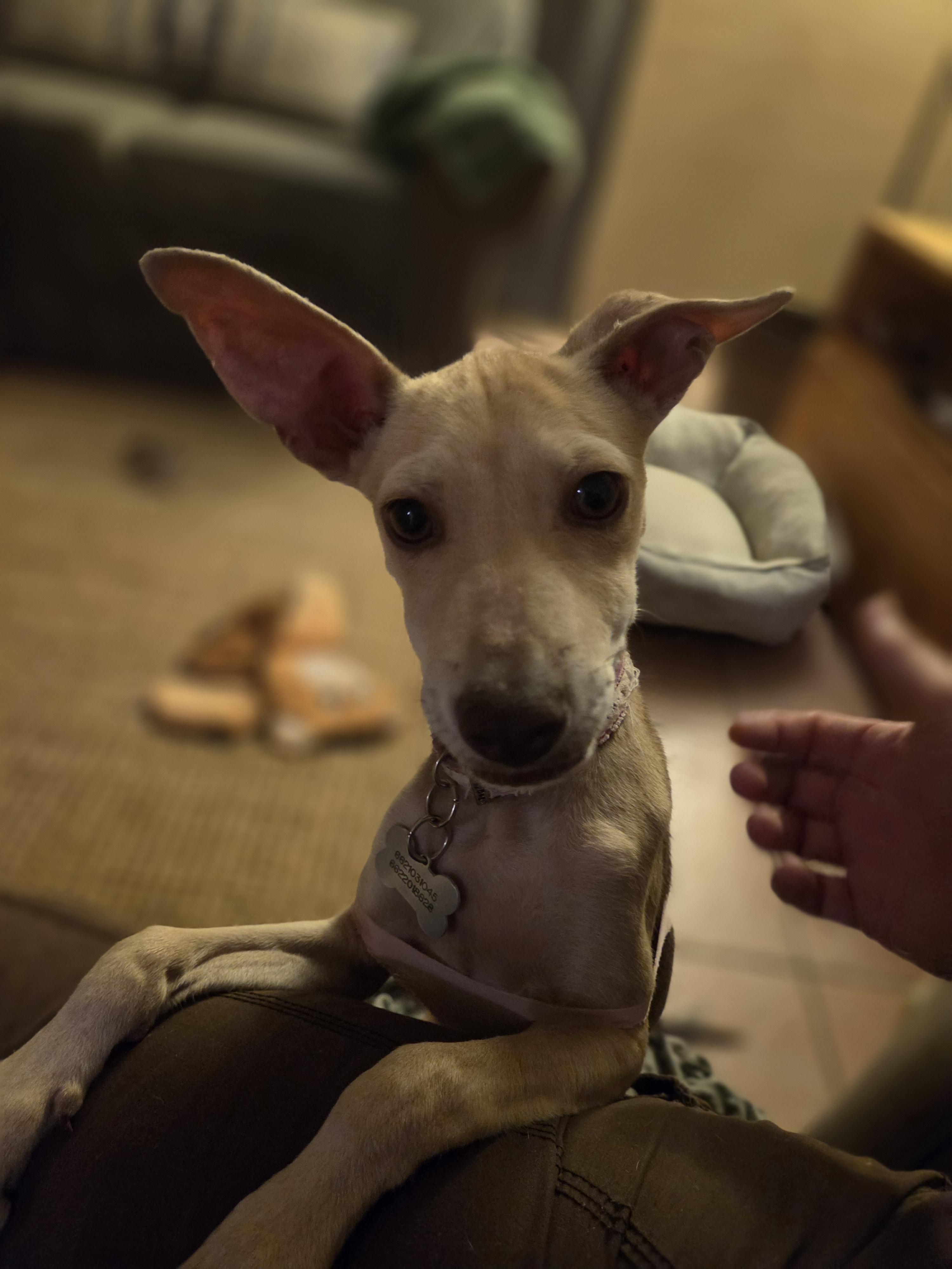 Luna, a Adopted Chihuahua in Tucson, AZ image 4/6