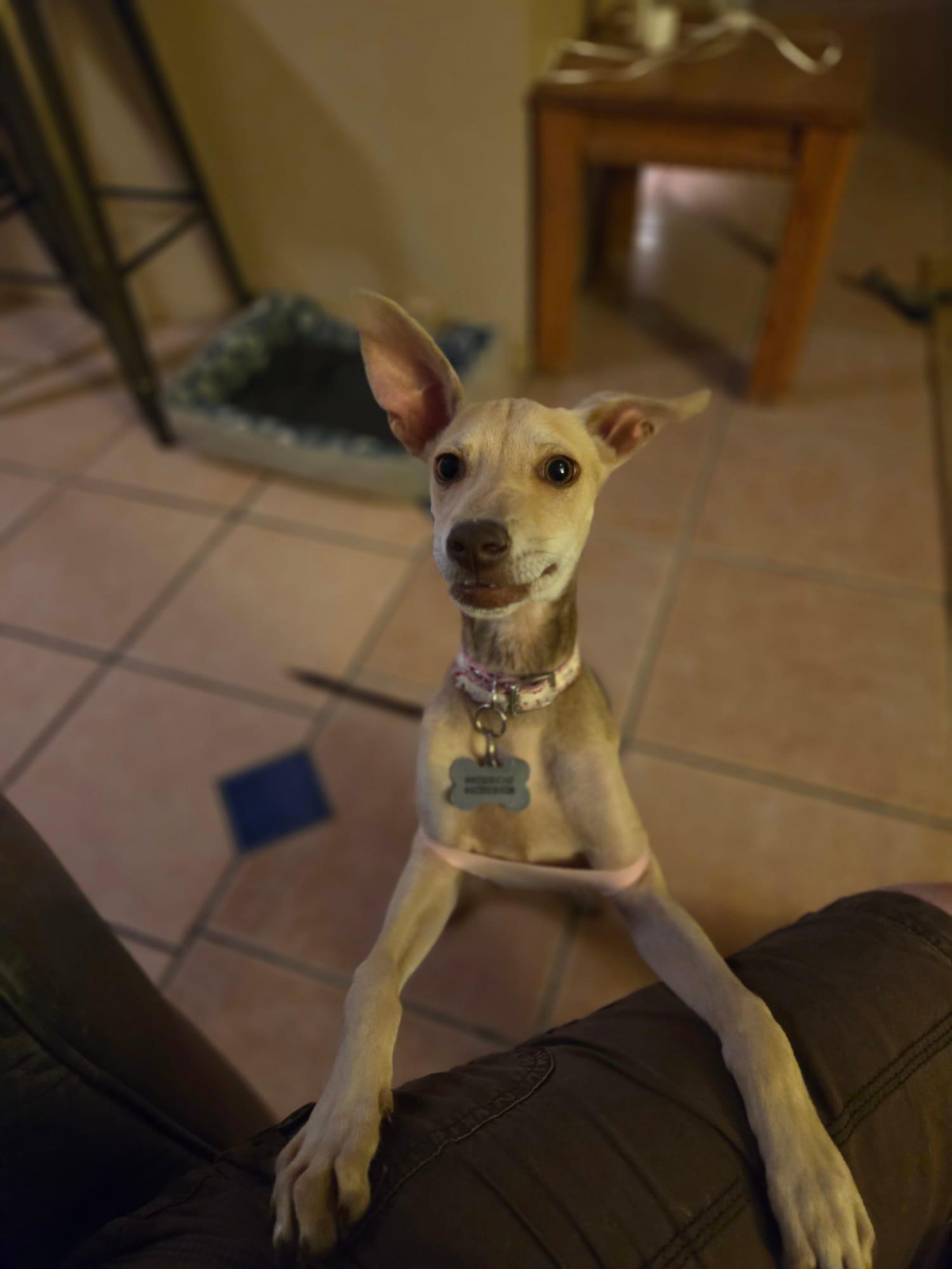 Luna, a Adopted Chihuahua in Tucson, AZ image 5/6