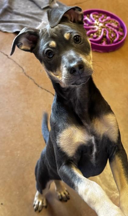 Iduna, Adoptable, Puppy Female Mixed Breed.