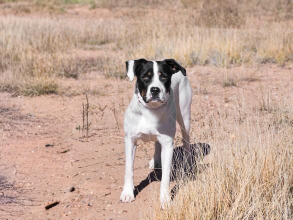 GIGI, Adoptable, Young Female Mixed Breed.