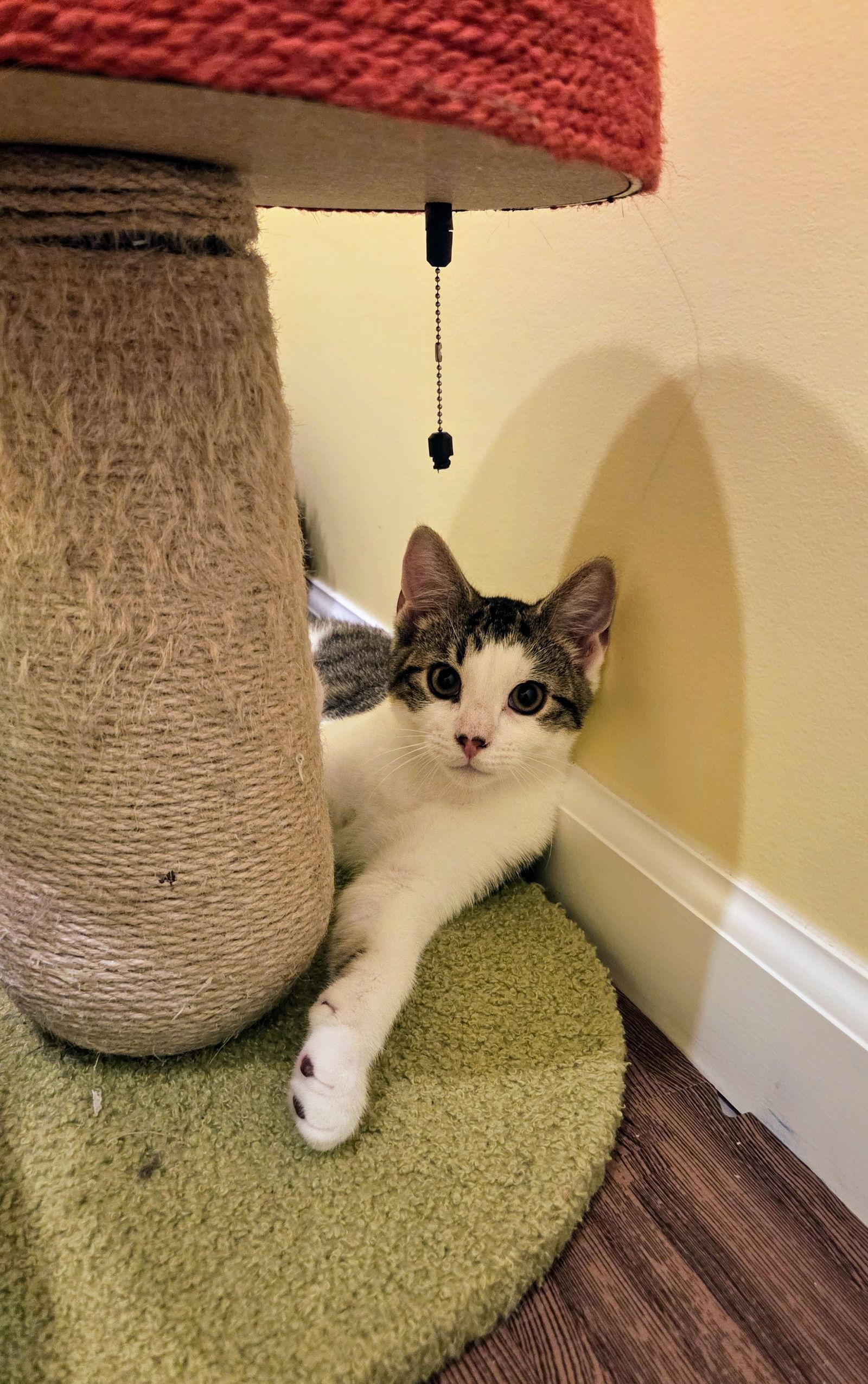 Enlarge Mojito Kitten, a Adopted Domestic Short Hair in Nazareth, PA image 1/3