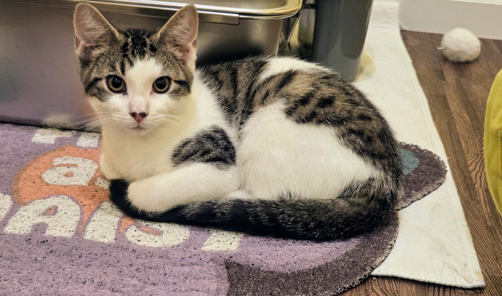 Mojito Kitten, Adopted, Kitten Male Domestic Short Hair.