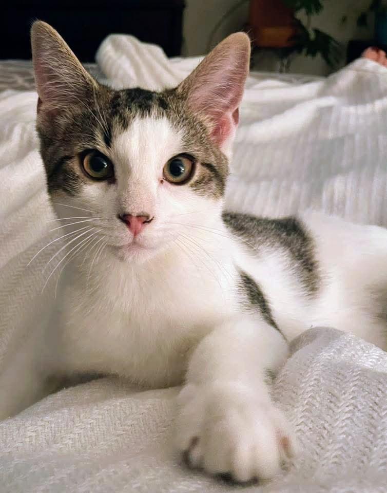 Enlarge Mojito Kitten, a Adopted Domestic Short Hair in Nazareth, PA image 3/3