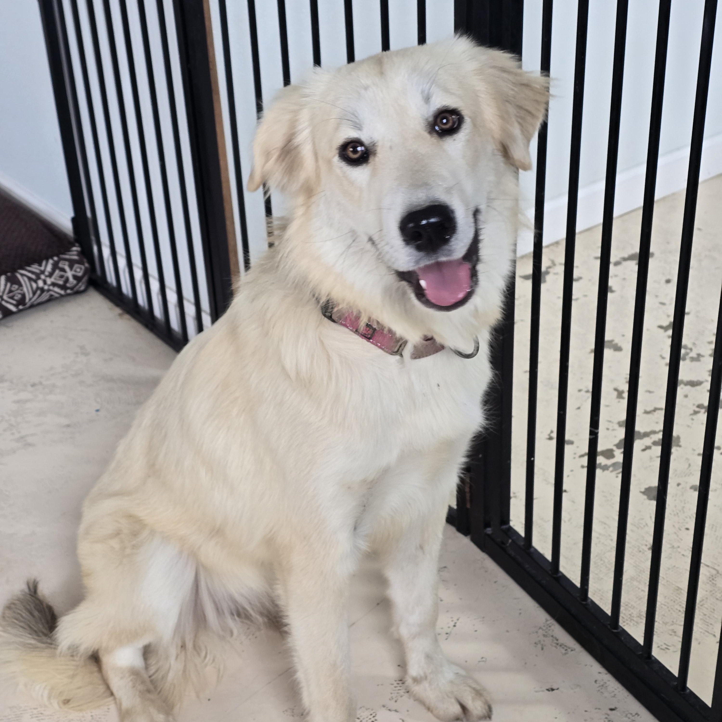 Enlarge Bea, a ADOPTABLE mixed breed in Dandridge, TN image 1/2