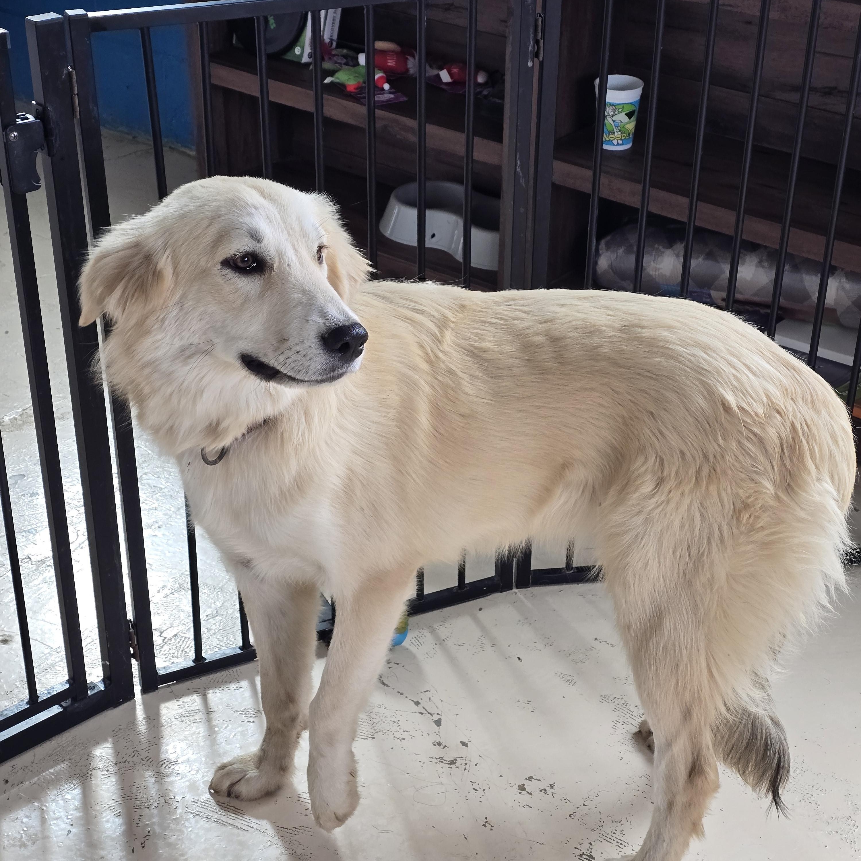 Enlarge Bea, a ADOPTABLE mixed breed in Dandridge, TN image 2/2