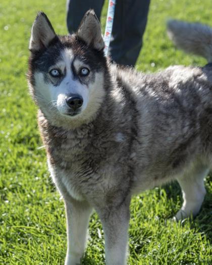 Kaylee, Adoptable, Senior Female Siberian Husky & Mixed Breed.