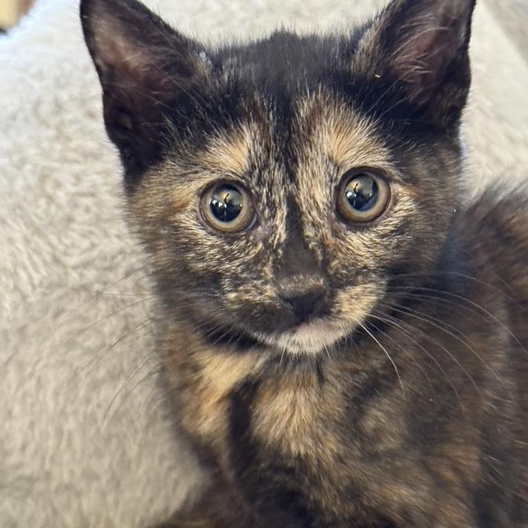 Enlarge MARJORAM, an adopted Domestic Short Hair in East Greenwich, RI image 2/5