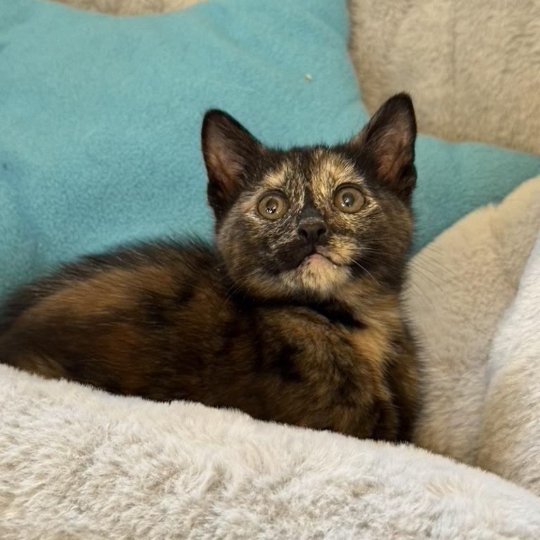 Enlarge MARJORAM, an adopted Domestic Short Hair in East Greenwich, RI image 5/5