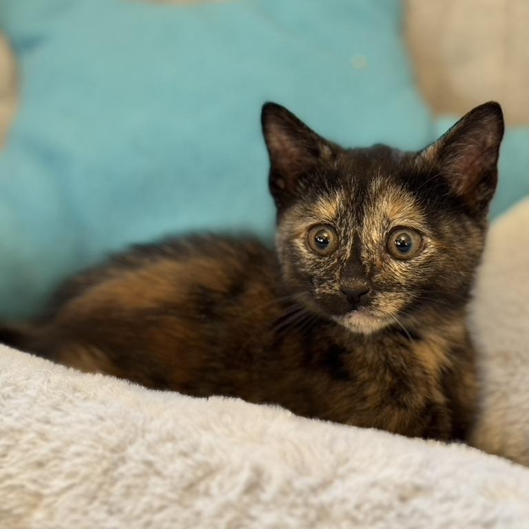 Enlarge MARJORAM, an adopted Domestic Short Hair in East Greenwich, RI image 1/5