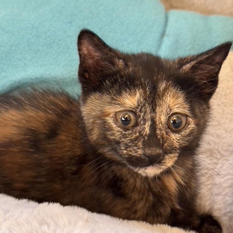 Enlarge MARJORAM, an adopted Domestic Short Hair in East Greenwich, RI image 3/5