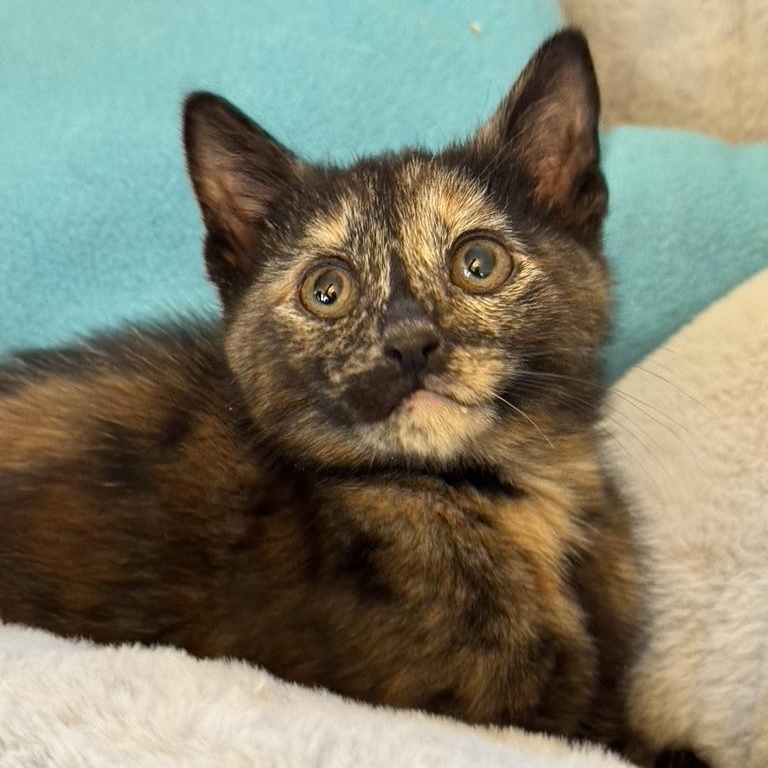 Enlarge MARJORAM, an adopted Domestic Short Hair in East Greenwich, RI image 4/5