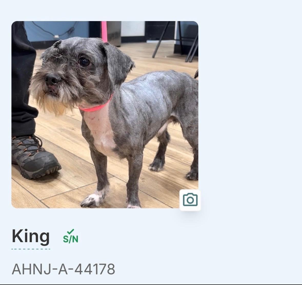 Enlarge King, a Adoptable mixed breed in Westwood, NJ image 4/5