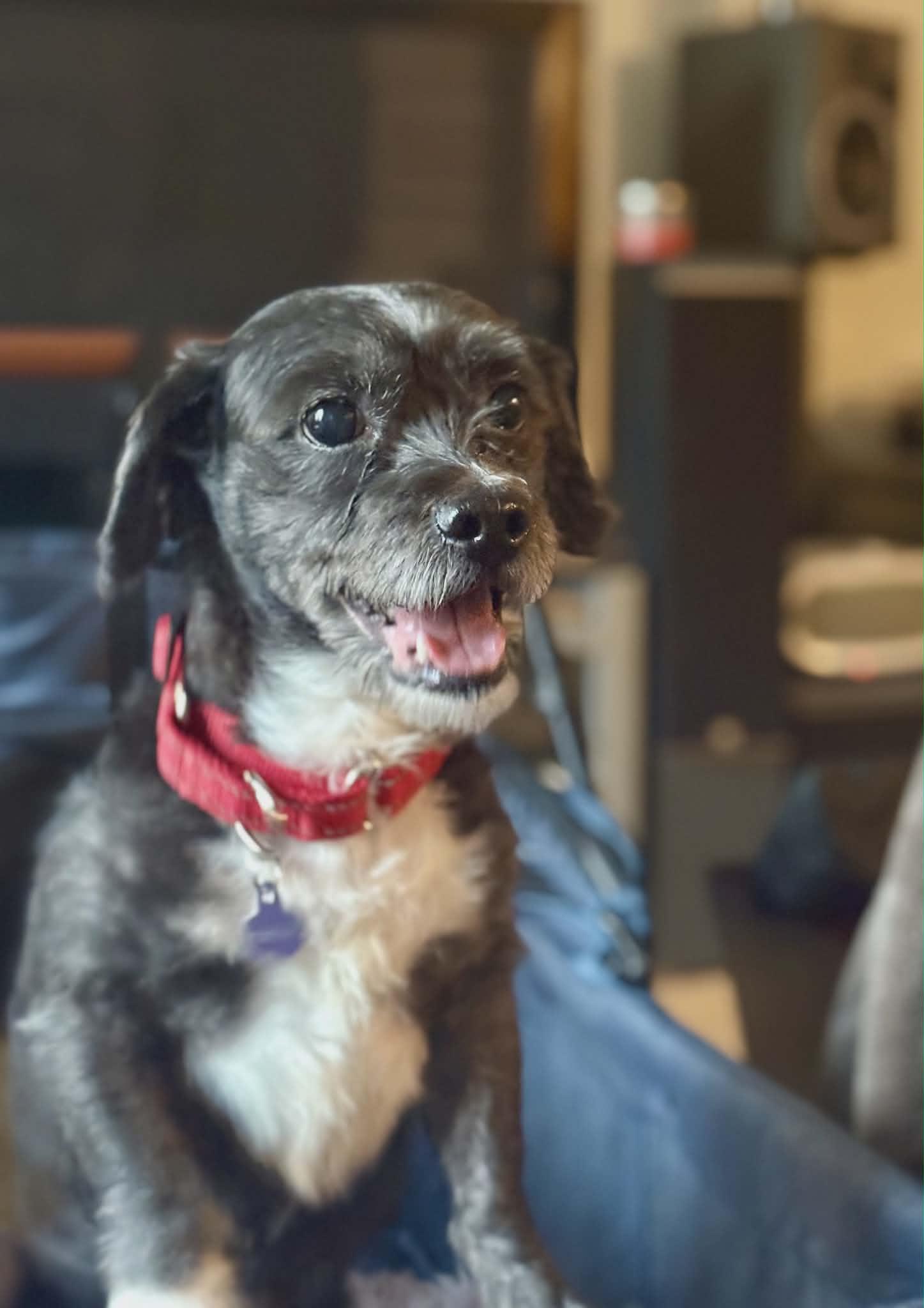 Enlarge King, a Adoptable mixed breed in Westwood, NJ image 3/5