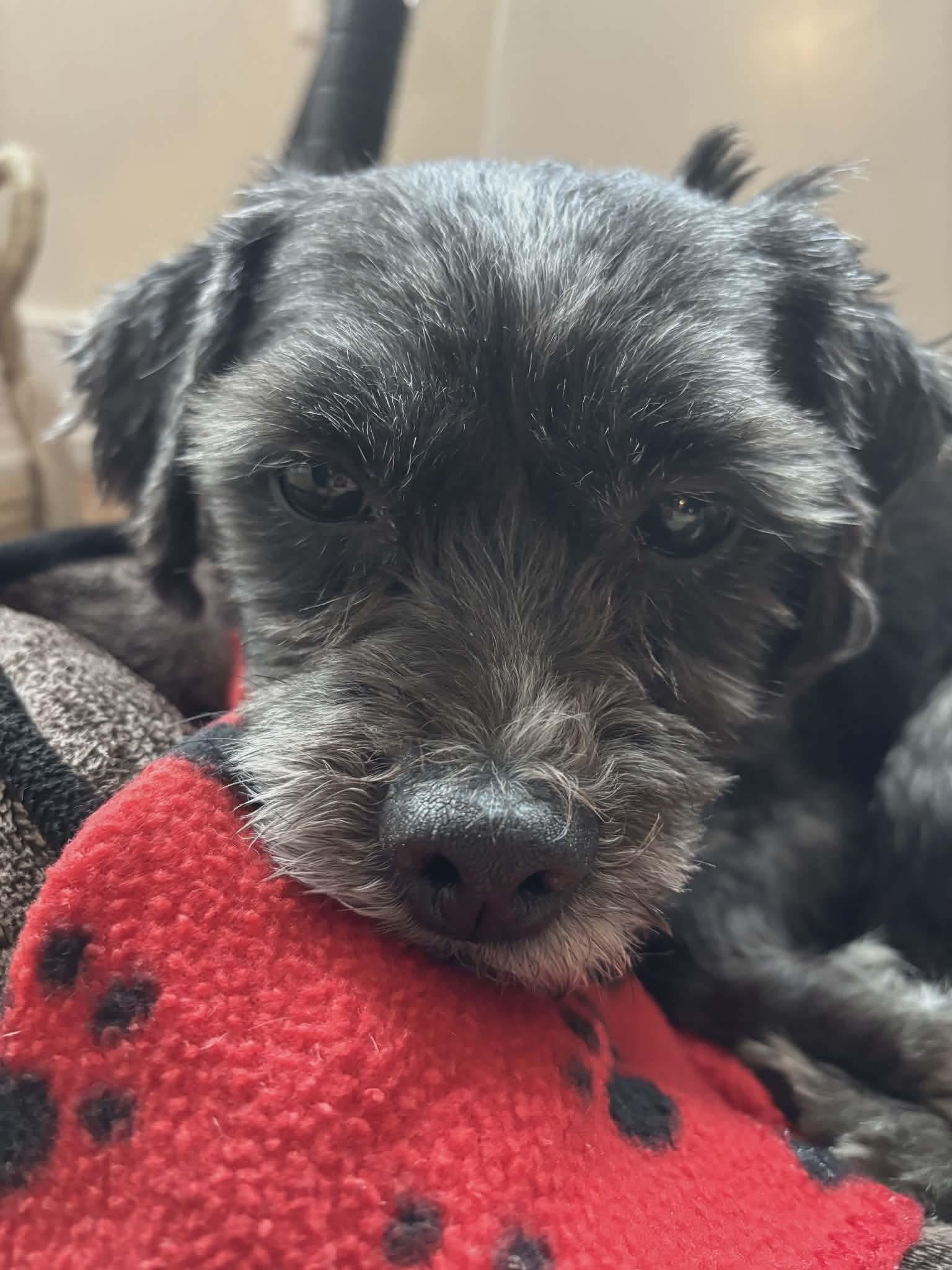 Enlarge King, a Adoptable mixed breed in Westwood, NJ image 5/5