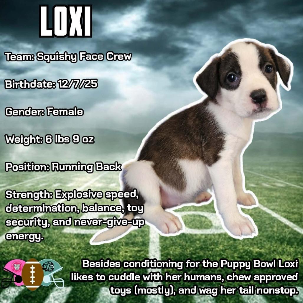 Loxi, Adoptable, Puppy Female Mixed Breed.