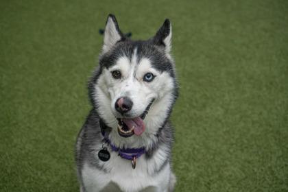 Freya — thumbnail 3