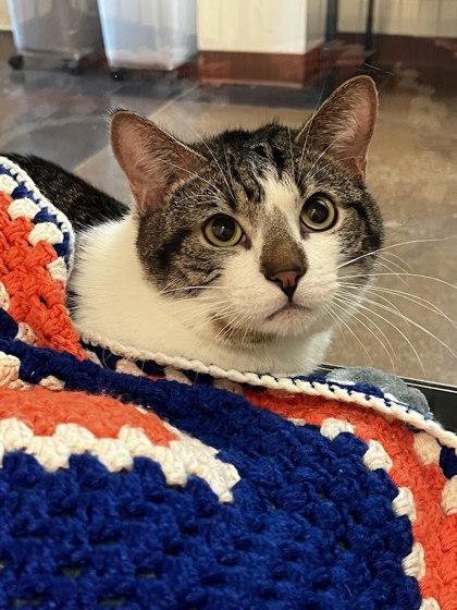 Edward, Adoptable, Adult Male Domestic Short Hair & Domestic Short Hair.