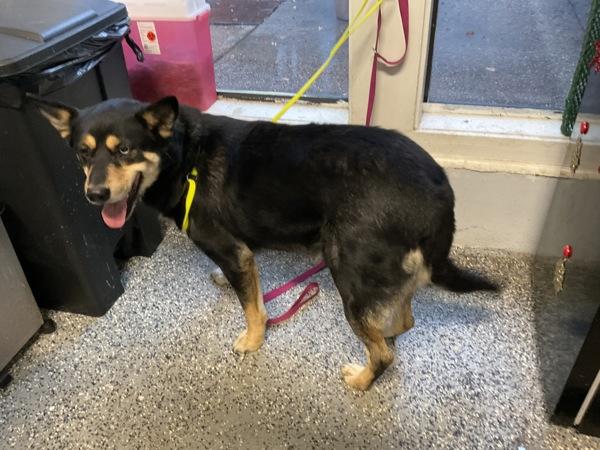 Enlarge Snowflake, a Adoptable mixed breed in Mobile, AL image 1/1
