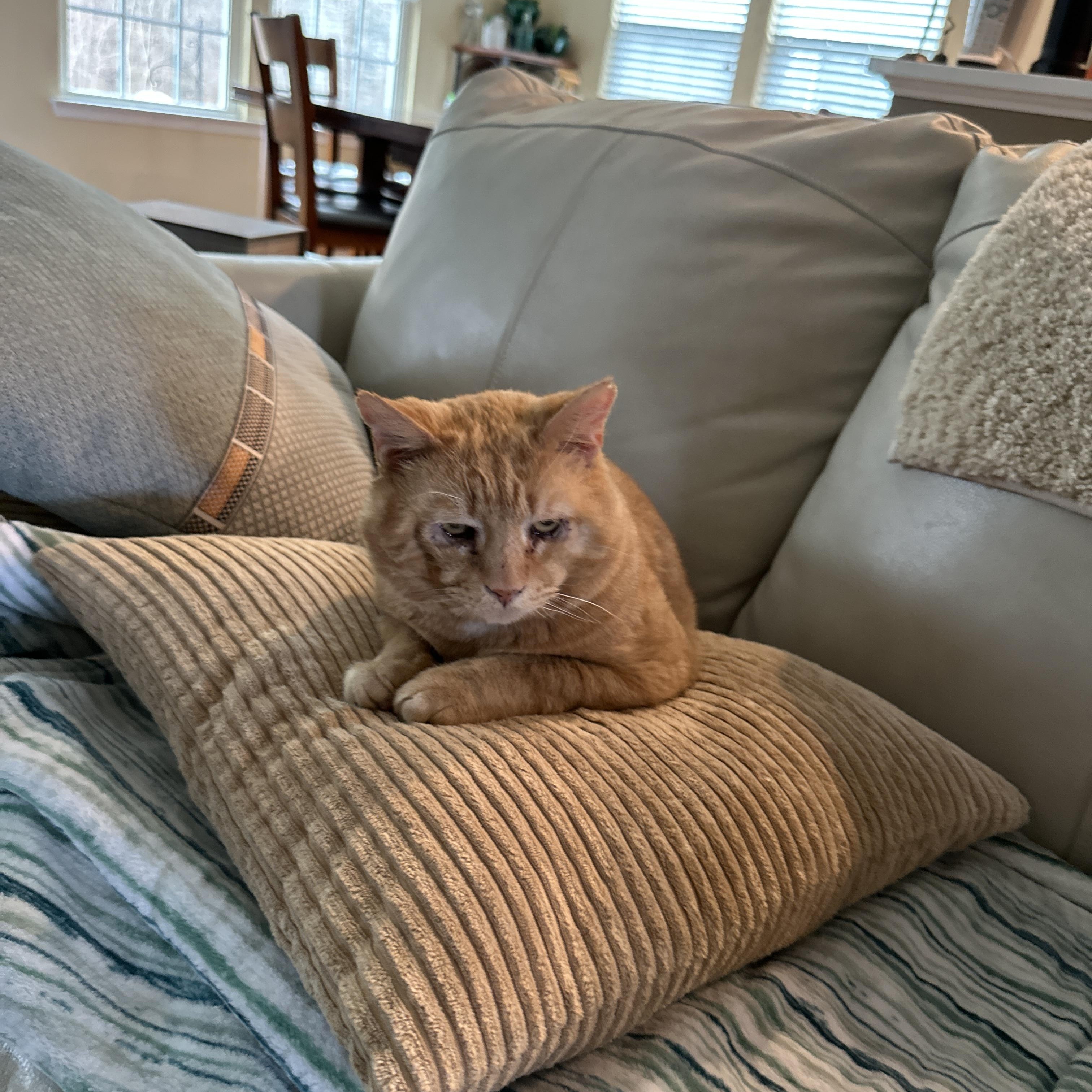 Enlarge Buddy, a Adoptable mixed breed in North East, MD image 2/4