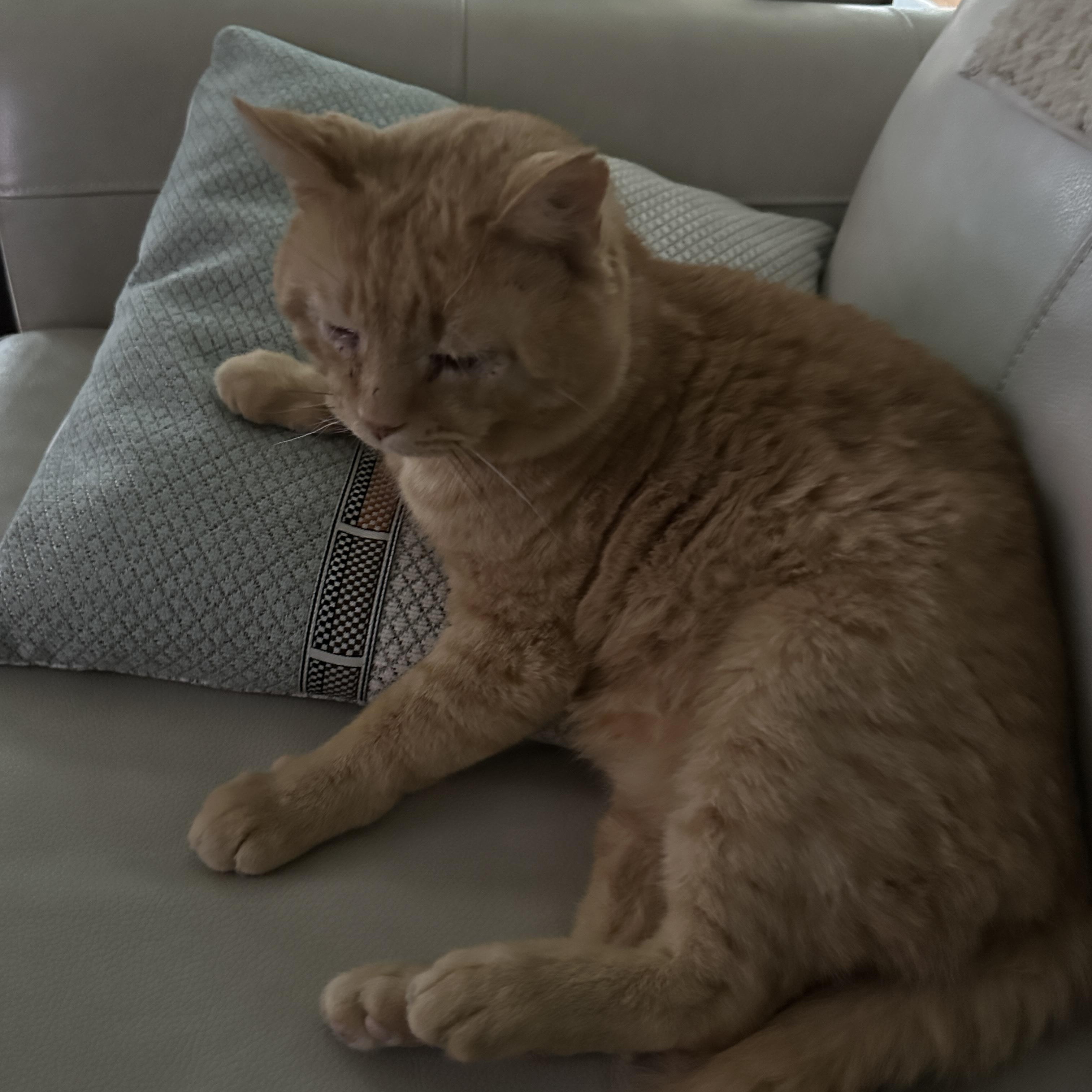 Buddy, Adoptable, Senior Male Domestic Short Hair.