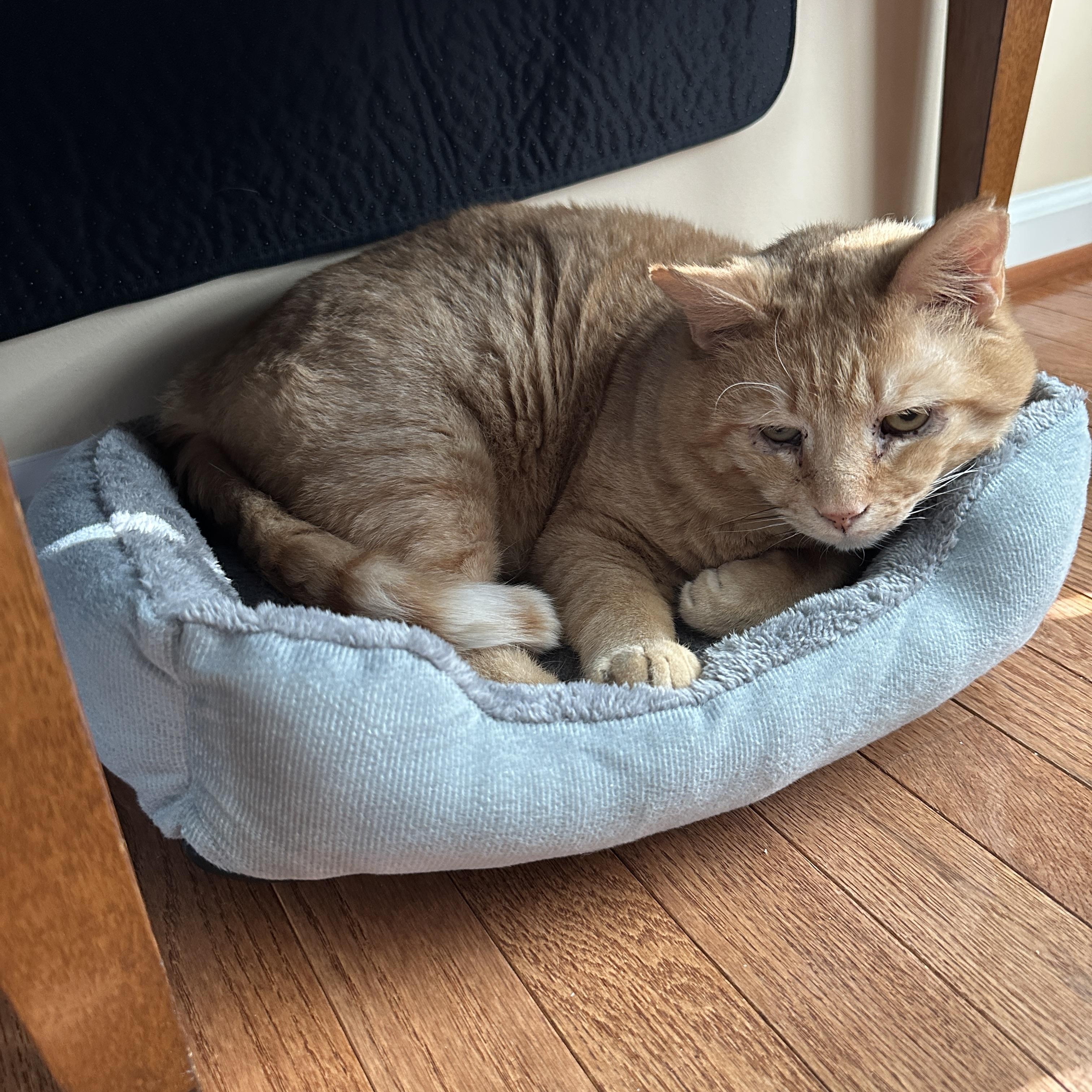 Enlarge Buddy, a Adoptable mixed breed in North East, MD image 3/4